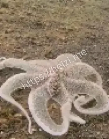 拟态章鱼伪装海底生物